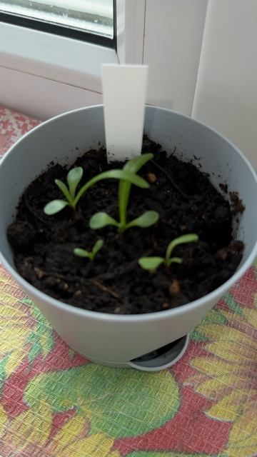 Ребята! Я в линзах 🤩 Пошлите со мной смотреть цветок