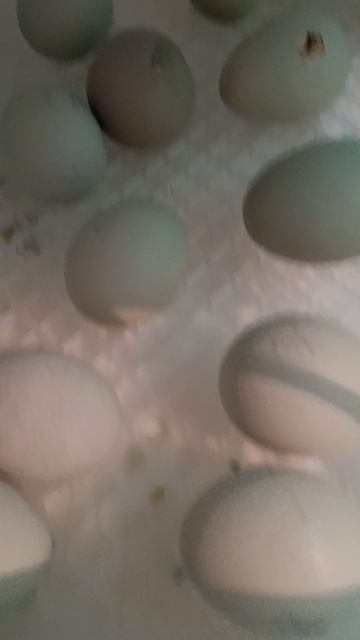 Куриная жизнь