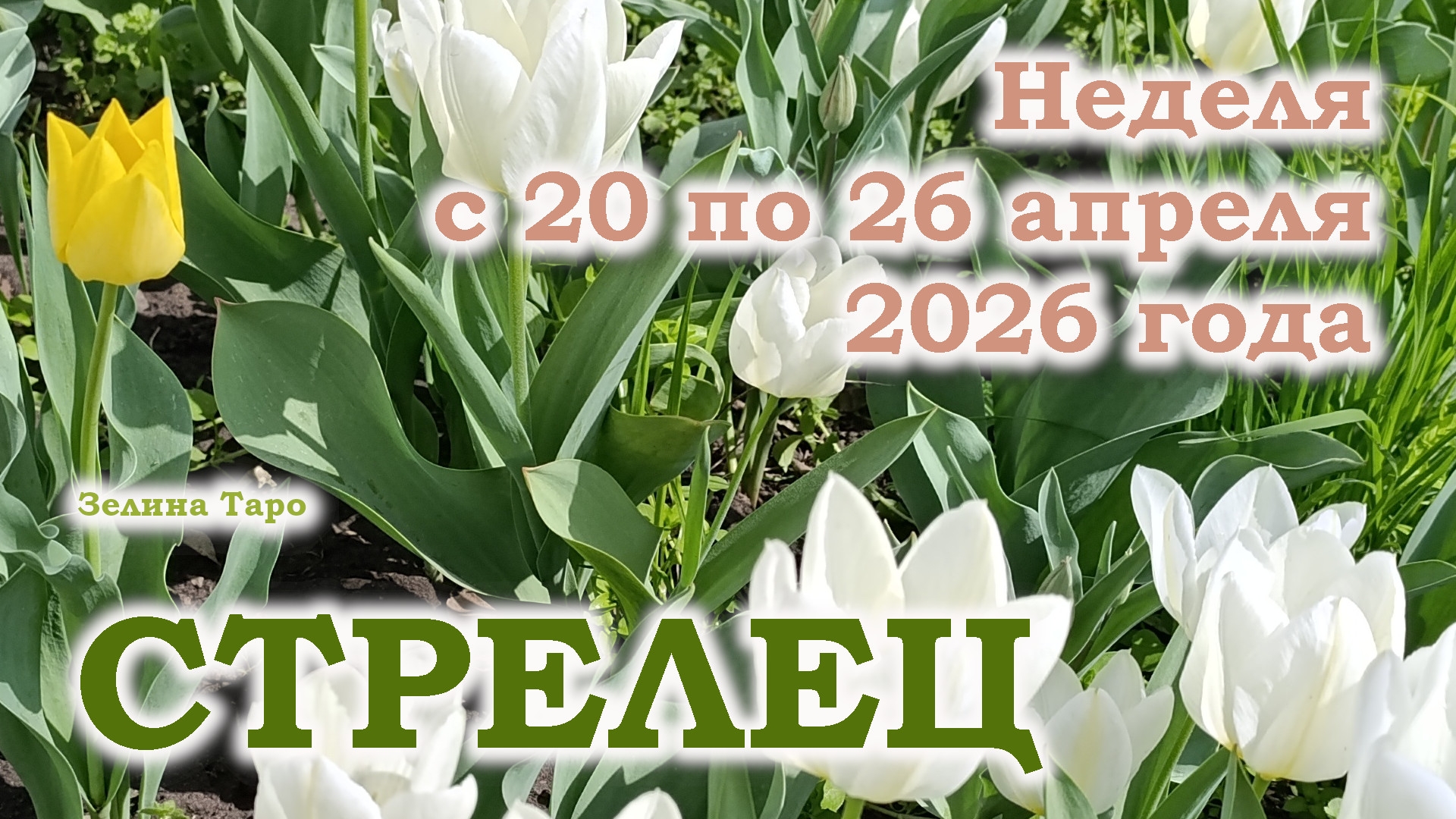 СТРЕЛЕЦ | ТАРО прогноз на неделю с 20 по 26 апреля 2026 года