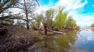 Бешеный клёв обернулся схваткой! Гигантская рыба на крючке тянет в корневые дебри!