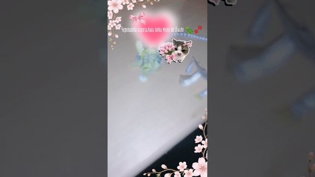 Айви (кличка черепахи) спряталась пока я ушла на 5 минут 😲🐢🐦🔥🪸