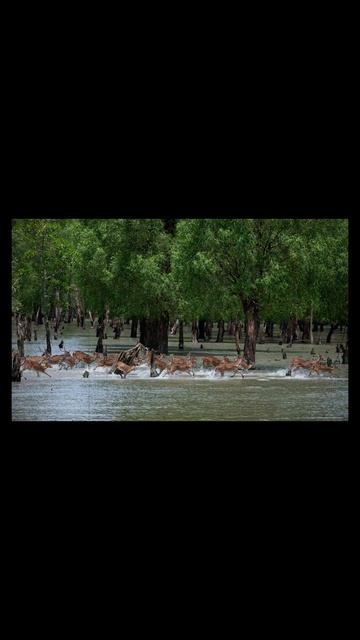 Сундарбан (Индия-Бангладеш)