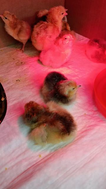 Куриная жизнь.