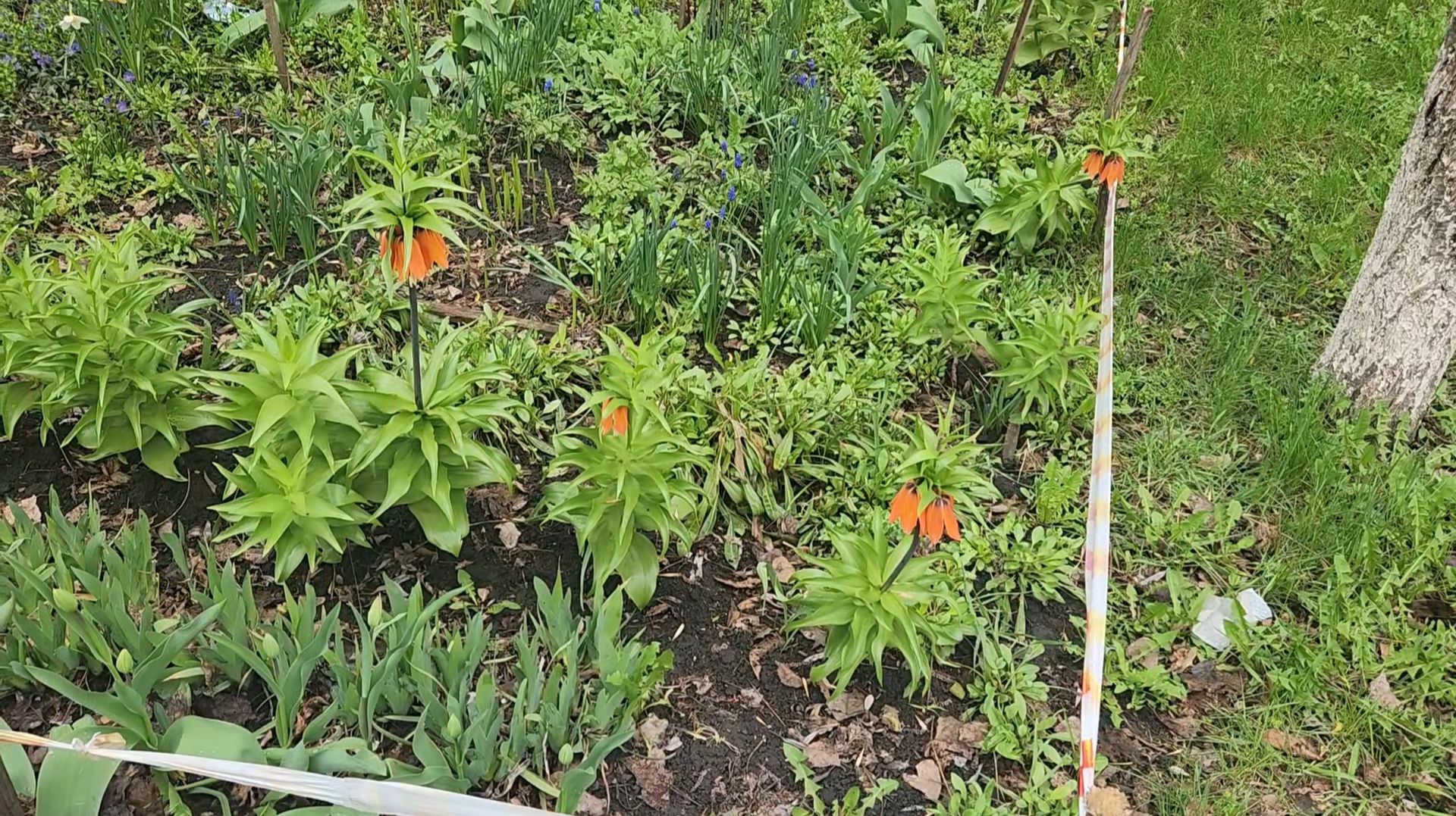 Весна в Белгороде 💐 🌹 🌸 🏵 🌼