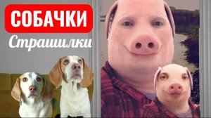 Собачки СТРАШИЛКИ. Собаки узнали, что у Джона Пока есть сын.