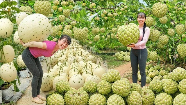 Сбор урожая кремовых яблок гуавы молочной дыни плодов руки Будды. Торговля на рынке. Фуонг