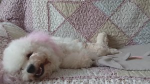 Жизнь на пенсии У кого кошечки, у меня собачки  О Бравенькой Ольге  Мой новый канал