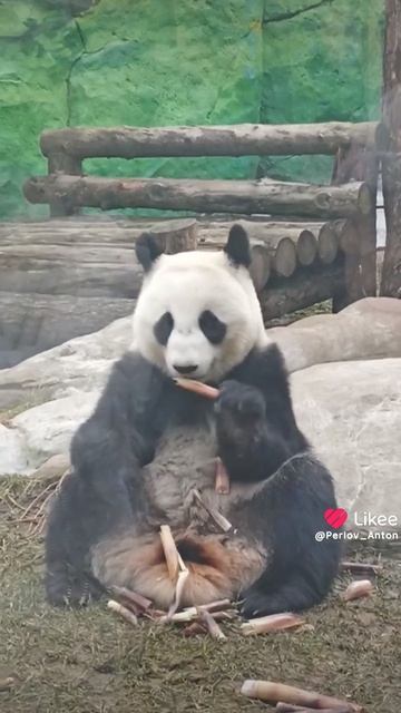 Панда Катюша из Московского зоопарка