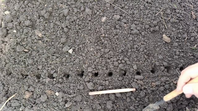 Пикирую рассаду для продажи в открытый грунт