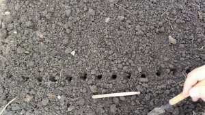 Пикирую рассаду для продажи в открытый грунт