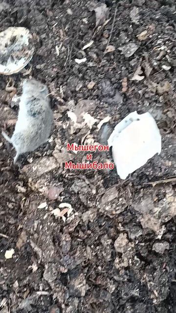 Деньги-мышам под хвост?