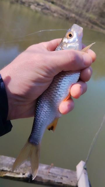 плотва на ультралайт.мормышинг