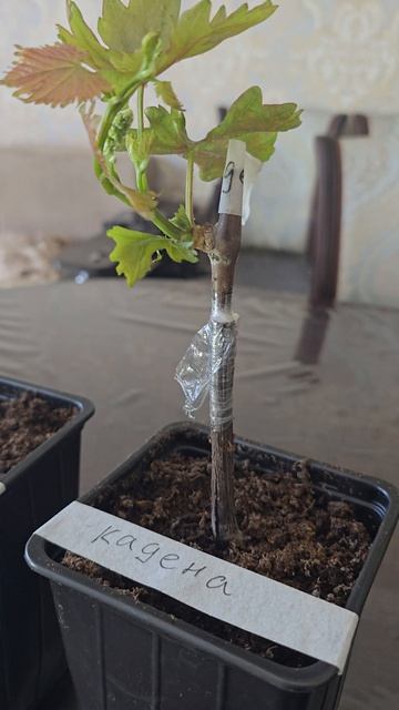 Новинки винограда.Продажа вегетирующих саженцев 89281940045