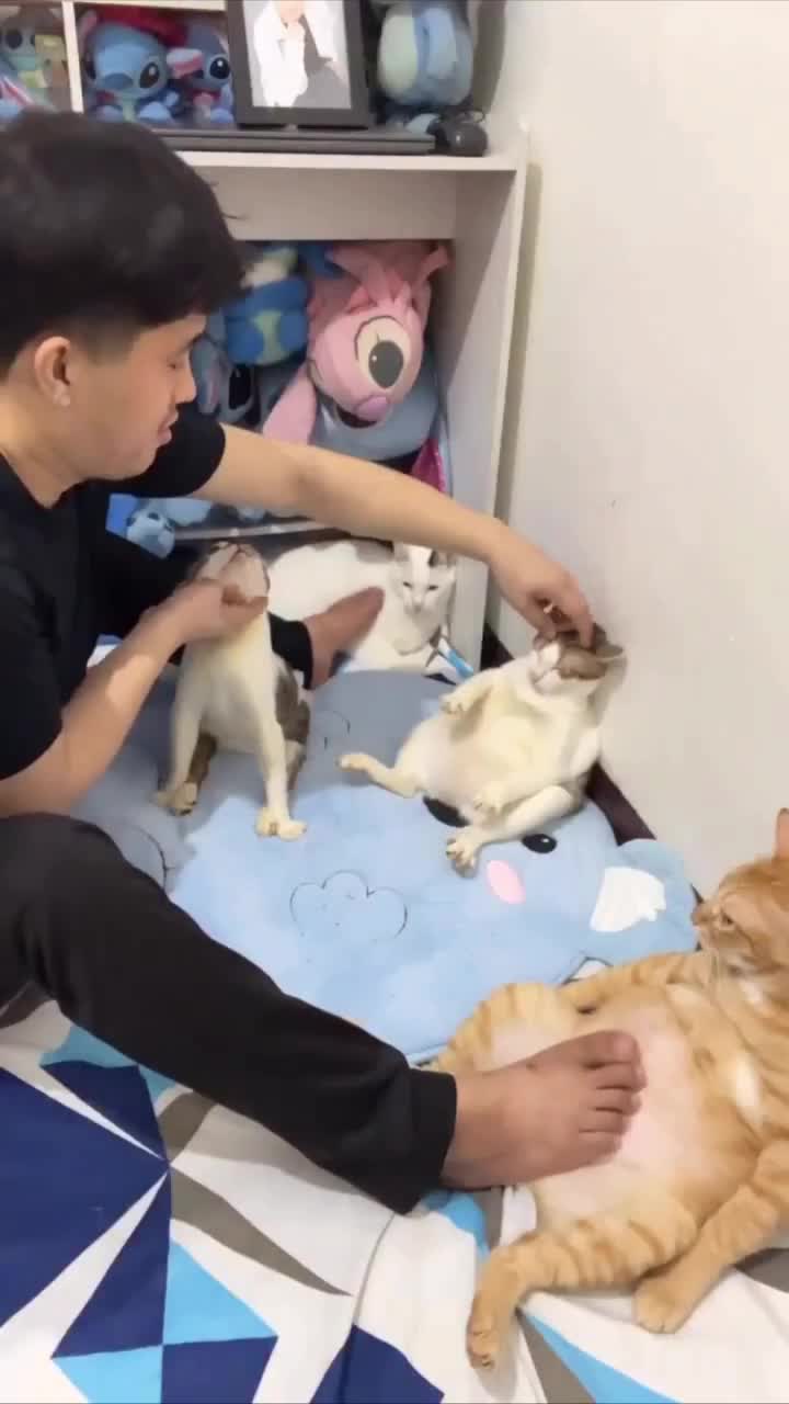 кошачий угодник