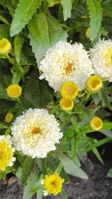 Нивяник ЛУНА