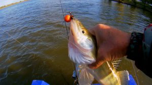 СУДАК ЕСТЬ, НО ГДЕ КРУПНЫЙ?..