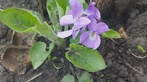 Незваная гостья. Агрессор- фиалка лесная.