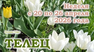 ТЕЛЕЦ | ТАРО прогноз на неделю с 20 по 26 апреля 2026 года