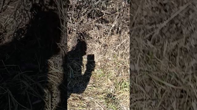 3 Часть того как мы гуляем и страдаем фигнёй