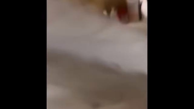 Смешные животные/забавные и очень милые животные