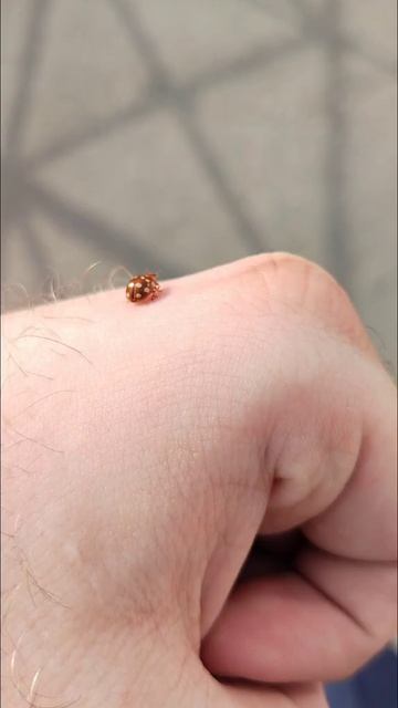 Божья коровка на моей руке 🐞 |  Неожиданный сюрприз при прогулки на улице