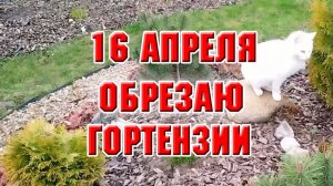 16 апреля. Обрезаю гортензии