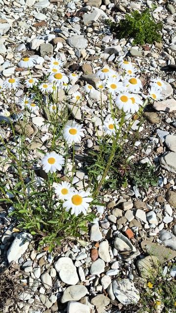 Ромашка в природе