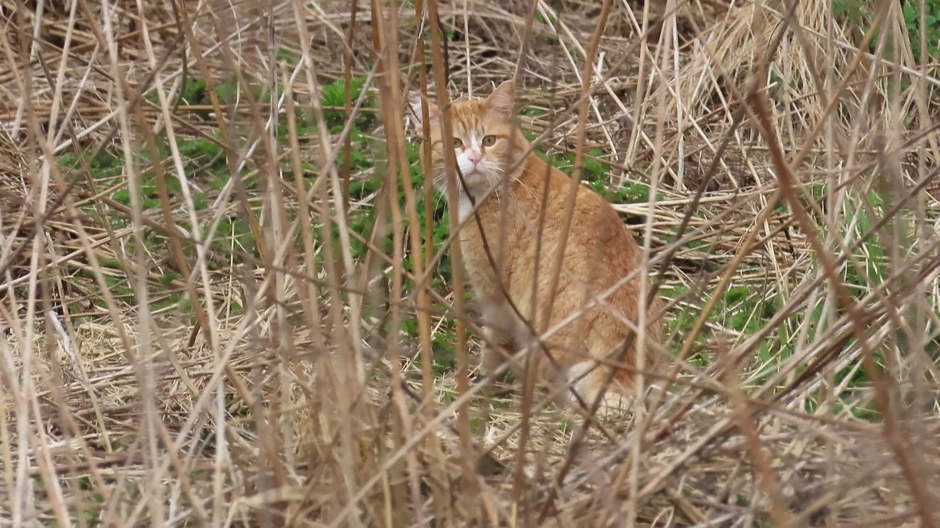 Страшный зверь на берегу Ижоры