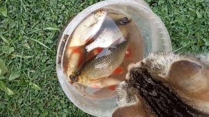 АРХИВ 19-Й ГОД. КОТЫ ЛОВЯТ РЫБКУ.