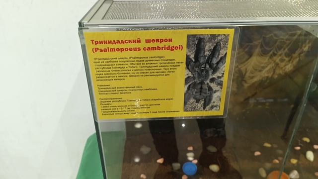 ВЫСТАВКА ПАУКОВ В МИНСКЕ БЕЛАРУСЬ.