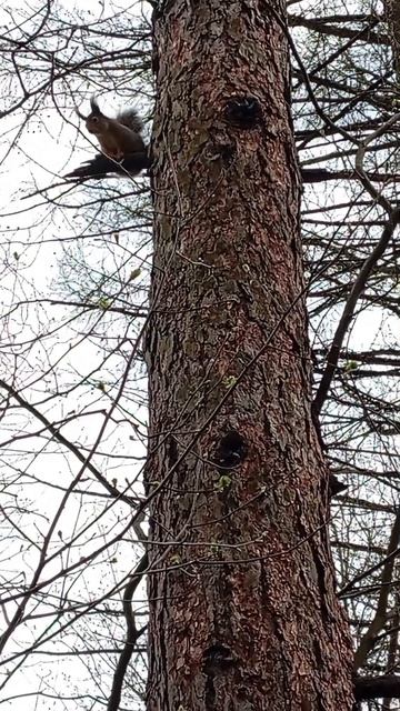 Белочки прибежали за орехами и кормом к дальним кормушкам (18.04.26.)