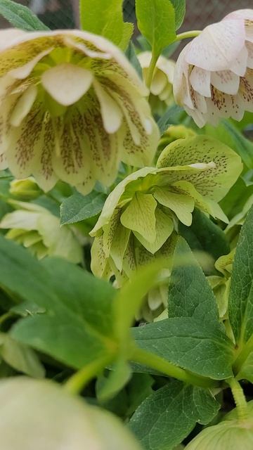 🌺🌿 БРУННЕРА среди Морозников 🌿🌺