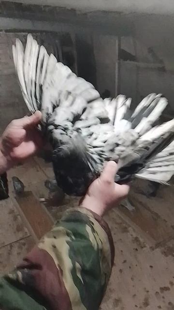 николаевские голуби