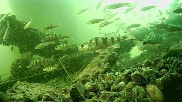 1000015541.mp4Волга гл.2м.18.04.2026г.