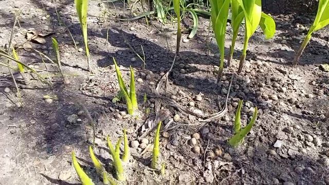 18-04-2026 Тепло, как летом. Огородные дела.