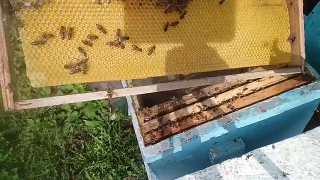 18 апреля. ревизия пчелосемей. часть 1