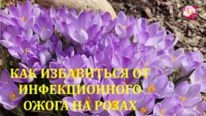 ИНФЕКЦИОННЫЙ ОЖОГ. ИЗЛЕЧИМ?