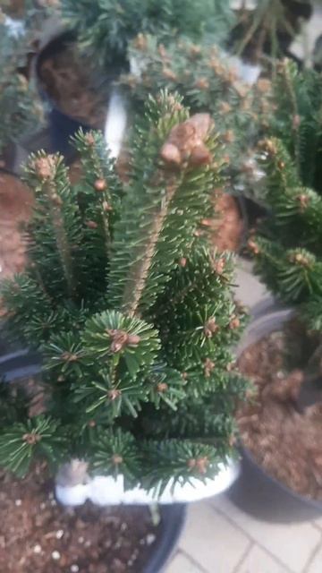 ❤🌲Пихта белая Пирамидалис
✔Продажа растений в макс и телеграм канале: https://t.me/love_is_hvoiny_dv