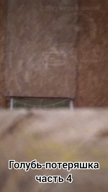 Голубь-потеряшка часть 3(ошибочка небольшая в надписи)