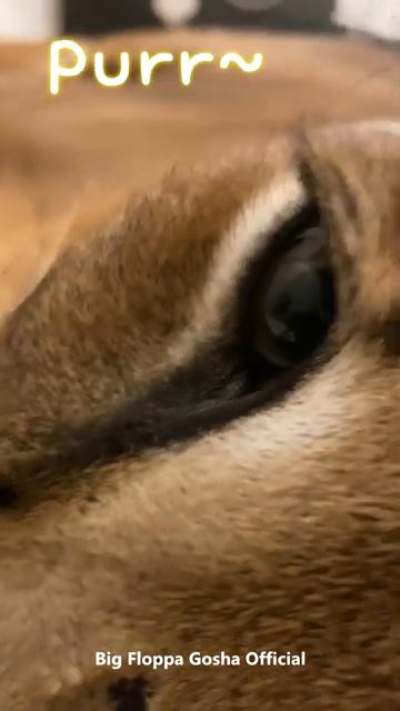 Гоша мурлычет | Большой Флоппа | Каракал