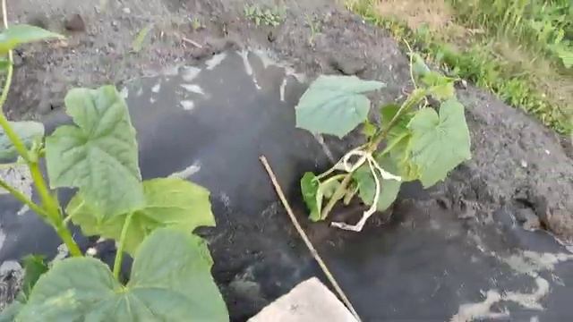 Дача 6 соток. Арбузы и огурцы привитые на лагенарию.