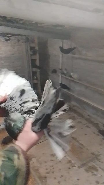 николаевские голуби