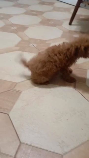 Впервые увидела Томми