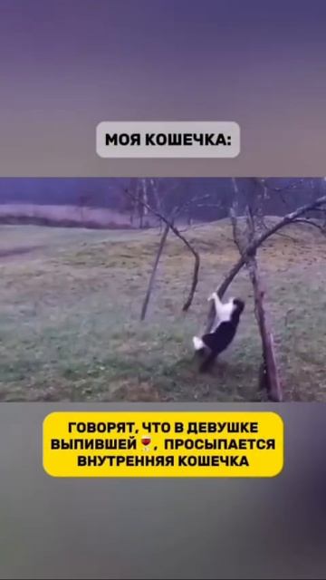 эти забавные животные