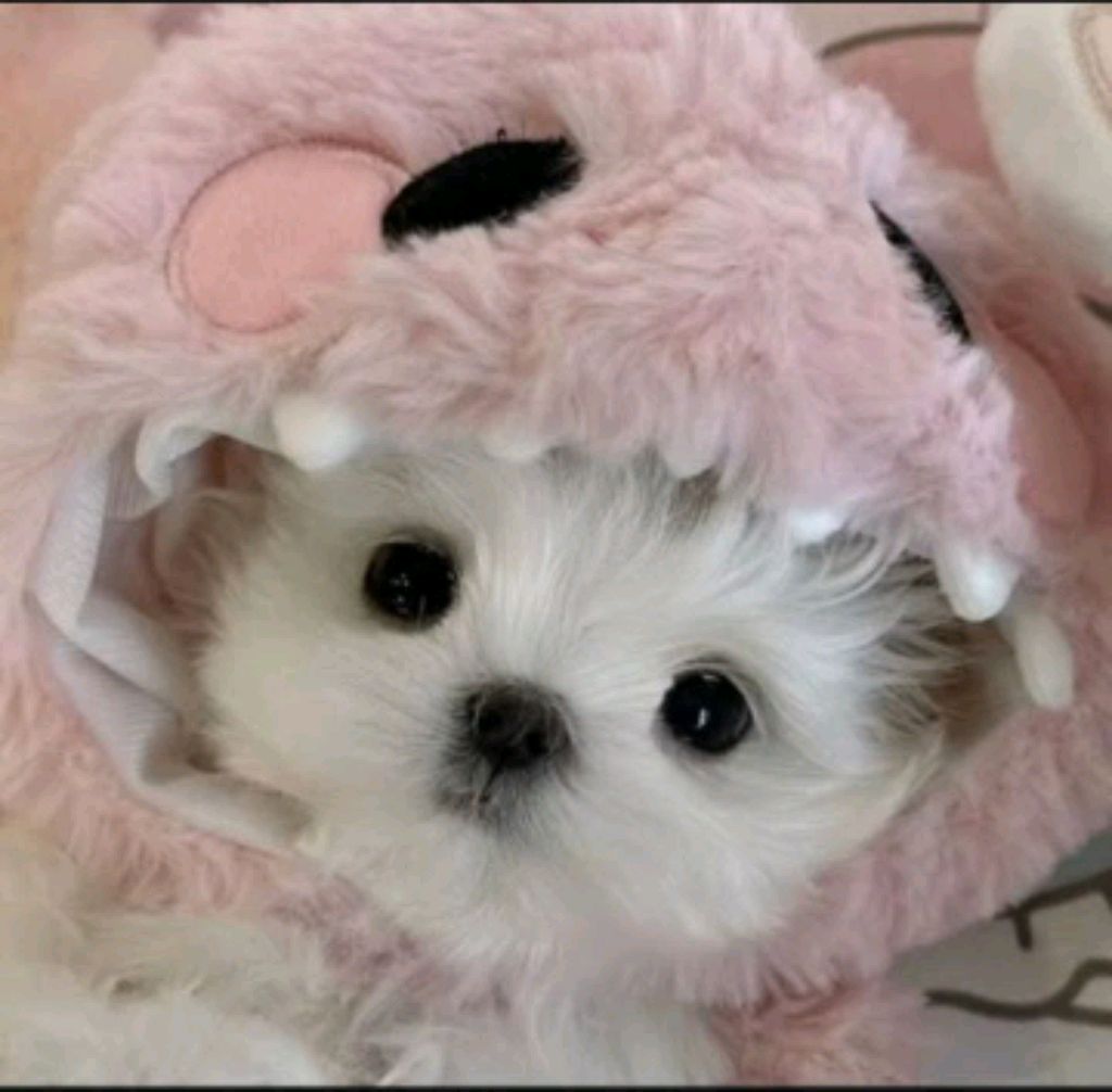 🐱❤️💖💗💗💝😘