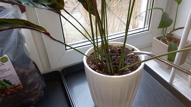 392. Пересаживаем калатеи.