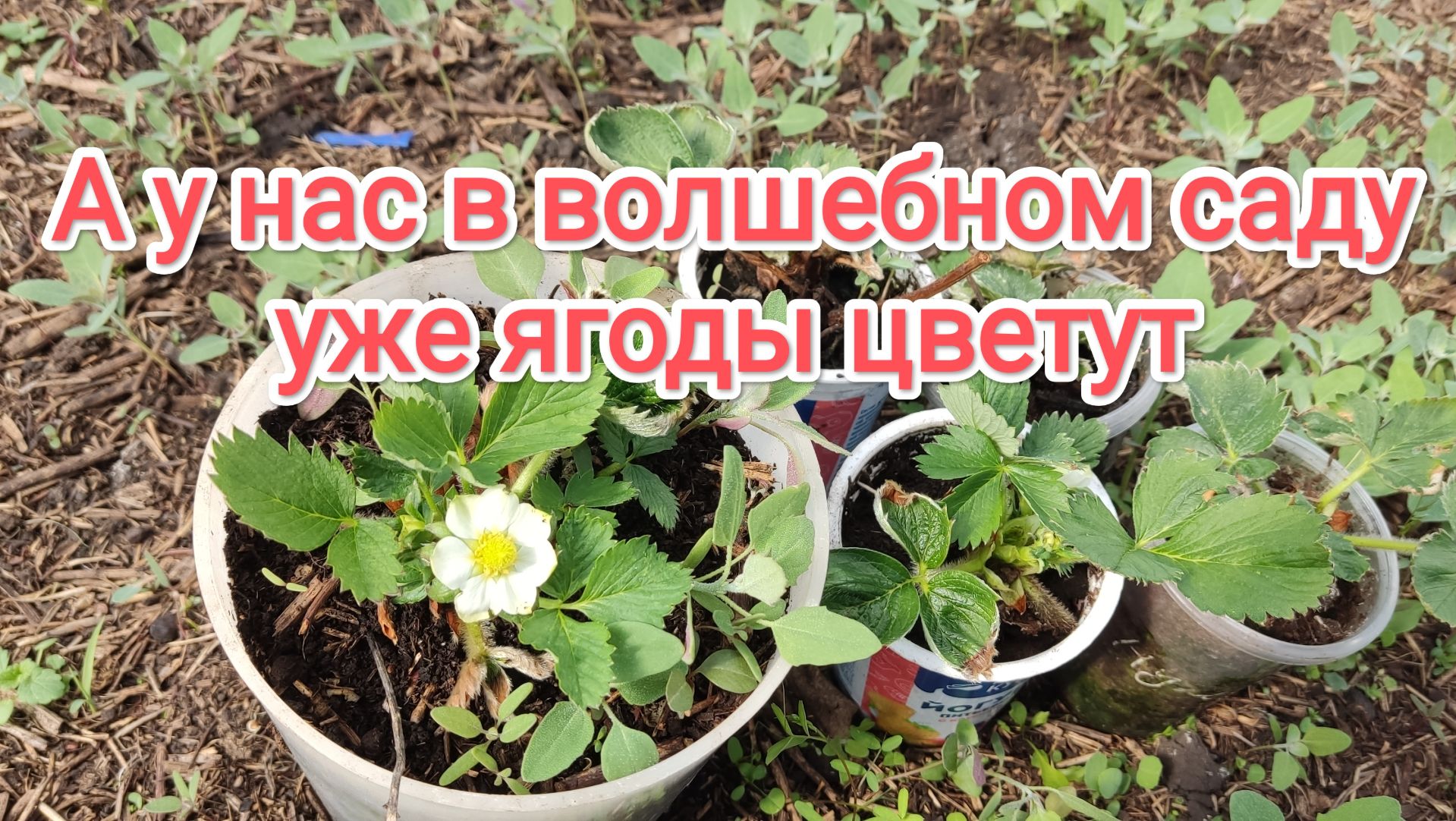 А у нас в волшебном саду уже ягоды цветут