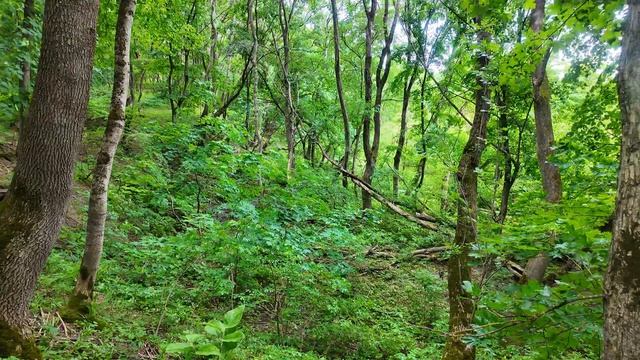 Symphony Of Forest Bird Singing  • Relaxing Soundscape For Deep Sleep
