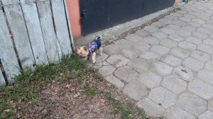Фея не всегда понимает действия некоторых людей !