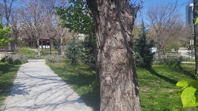 Черемуха в Новороссийске